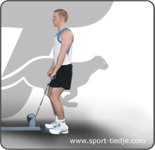 reverse curls